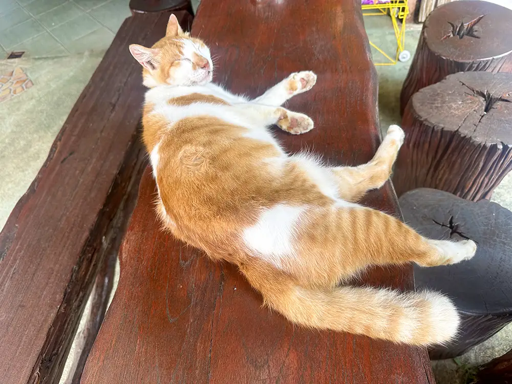 cat