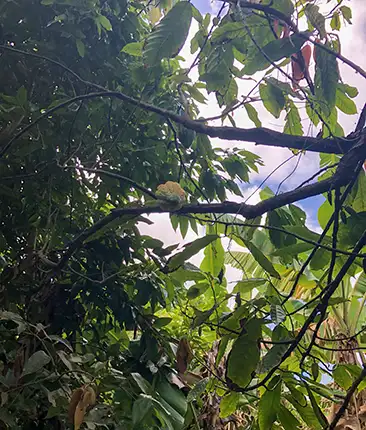 Grenada